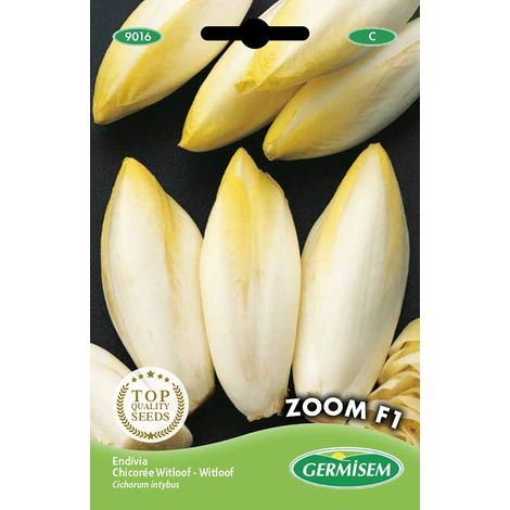 graines Chicorée Witloof Zoom F1 EC9016