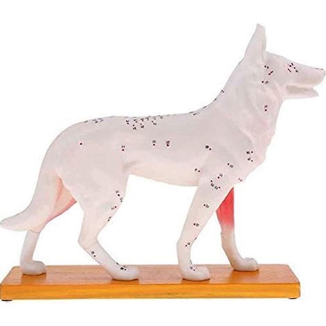 Anatomisches Modell des Hundes: Akupunkturpunktmodell des Hundekörpers (1/5)