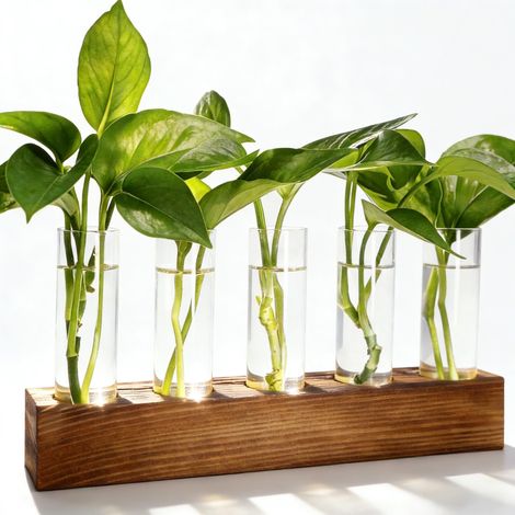 Station de multiplication des plantes, jardinières hydroponiques avec supports en bois - 5 vases en verre en forme de tubes à essai