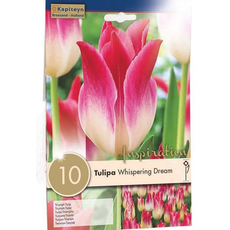Tulipe triomphe 'Whispering Dream' Bulbe calibre 11+ (par 10) (1/2)