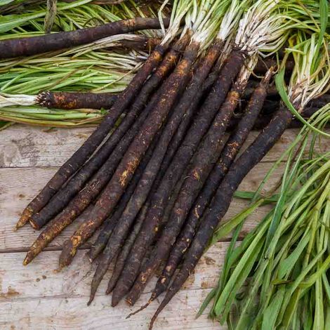 Scorsonère Géante Noire de Russie - Légumes d'Autrefois Vilmorin