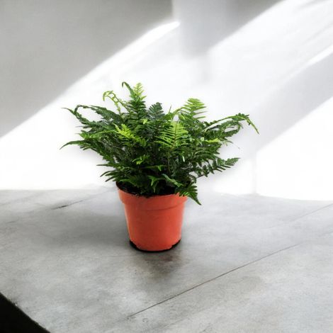 Gardenaria Athyrium spicatum - Pianta da interno ornamentale - Altezza: 25cm (vaso 25) (1/5)