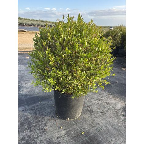 MYRTUS COMMUNIS PALLA 30