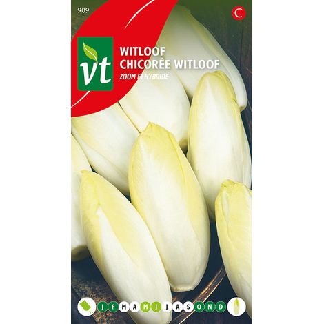 Chicorée Witloof Bingo F1 Hybride - Ca. 4 gr (Livraison (1/2)
