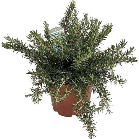 Rosmarino prostrato "Rosmarinus officinalis prostratus" pianta aromatica in vaso ø18 cm (1/4)