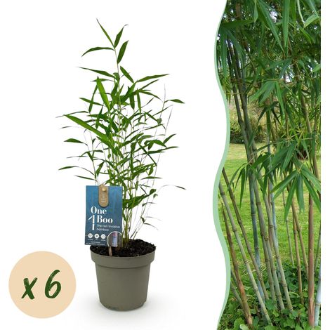 Bambou Non Traçant Fargesia Blue Dragon Vert - Lot de 6 Plantes en Pot de 14cm - Hauteur 35cm - PANGIVO