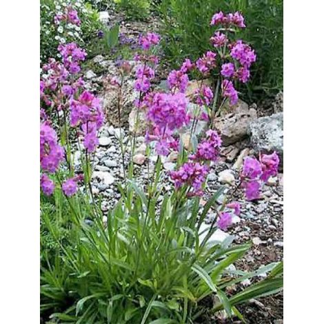 Lychnis des Alpes Godet de 8/9 cm (1/4)