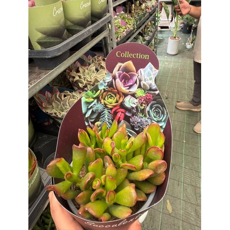 Crassula ovata ‘Tricolor Hobbit’ vaso 14 cm – Succulenta