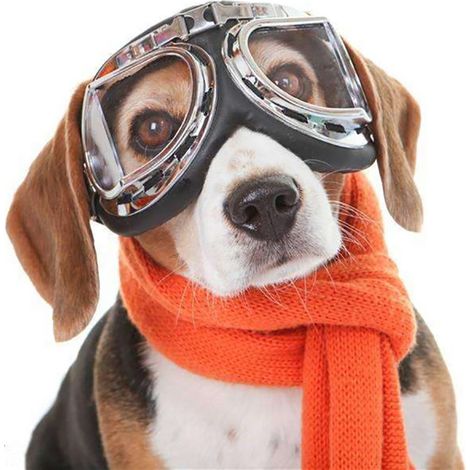 Filiyano-Lunettes de protection pour chiens, lunettes de soleil pour chiens, faciles à mettre, élégantes pour chiens de petite et moyenne taille (1/4)