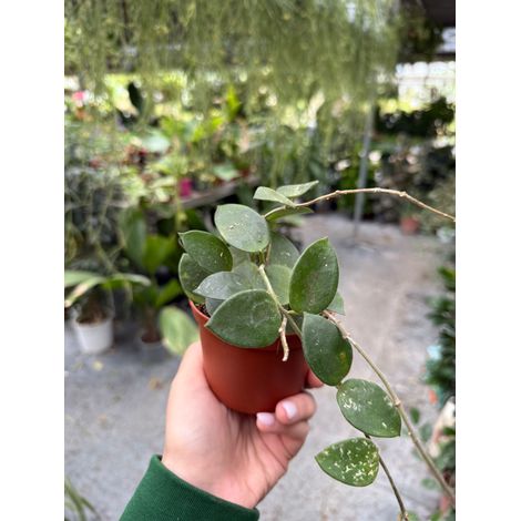 Pianta di Hoya Chouke