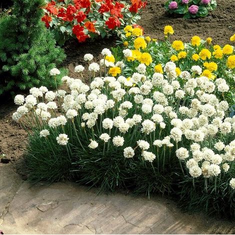 4 plants d'Armeria maritima 'Alba' (herbe anglaise blanche XL) - couvre-sol persistant - en pot de 2 litres (C2), hauteur 10-20 cm (1/5)