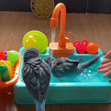 Douche pour perroquet, bain d'oiseaux, piscine, baignoires pour perroquets, jouets pour perruches, robinet de bain pour calopsitte, Corella