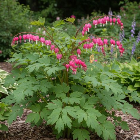 Coeur de Marie, Dicentra/Lot de 3 godets