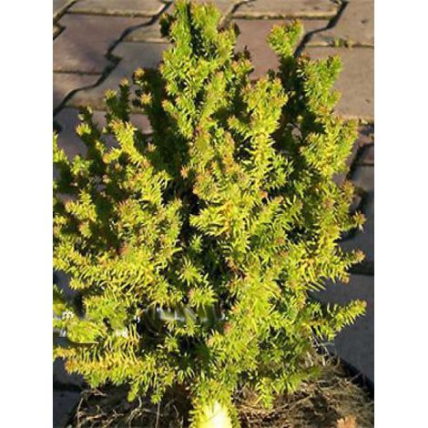 Cèdre du Japon 'Vilmoriana Gold' Pot de 2L/3L (1/2)