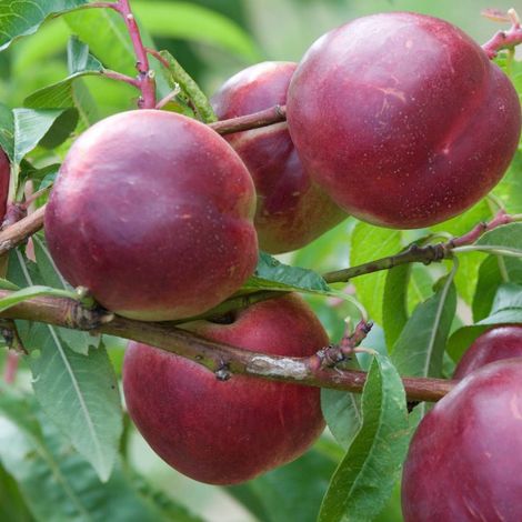 Nectarinier nain Rubis® 'Necta Zee'/Pot de 10 L - 1/4 tige (1/5)