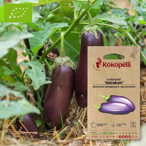 Aubergine Astrakom- Graines bio à semer