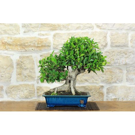Bonsai di Ficus Retusa (162) (1/5)