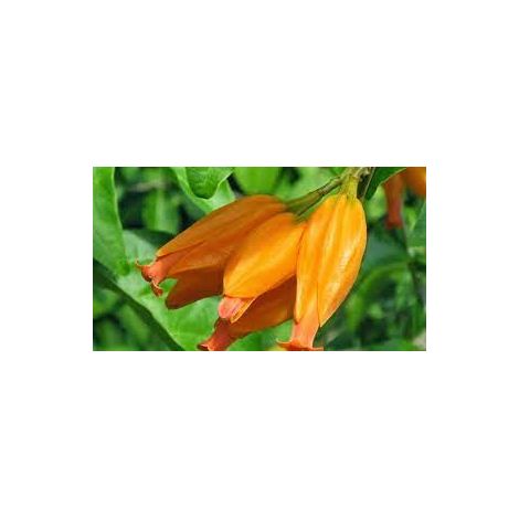 Pianta da fiore Juanulloa mexicana-Juanulloa aurantiaca foto reali