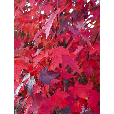Érable rouge 'Sun Valley' Pot de 7,5L/10L, Baliveau