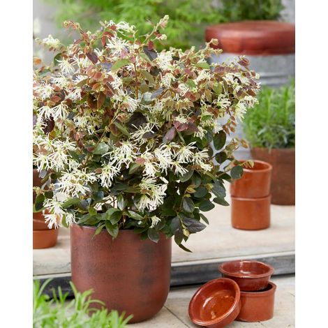 Gardenaria Loropetalum chinense 'Ruby Snow' - Arbusto ornamentale da giardino - Altezza: 40/50 cm (vaso19)