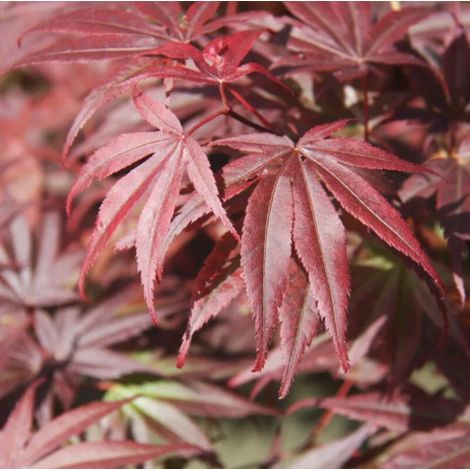 Acero rosso giapponese "Acer palmatum Pixie" pianta in vaso ø18 cm (1/5)