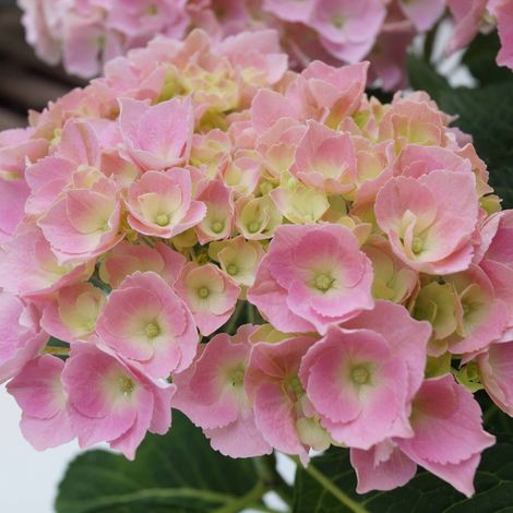 Hortensia  - Hydrangea macrophylla 'Bodensee'  - 25-30 cm pot