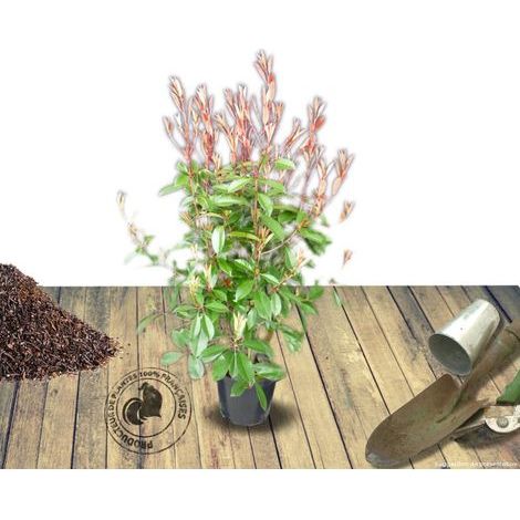 Photinia Red Select/Pot de 7,5L - 80/100 cm (1/2)