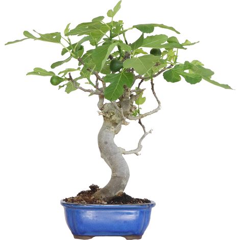 Bonsai Ficus Carica - Bonsai di Fico Comune - H 50-60 cm Vaso Ø 27 cm (1/4)