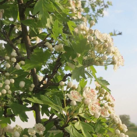Aubépine monogyne, Crataegus/Pot de 4L - 40/60 cm (1/4)