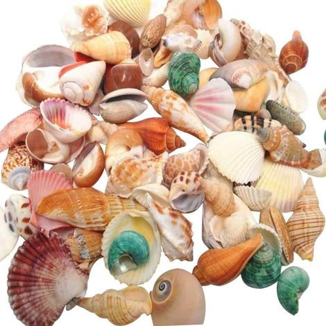 100g Mixed Beach SeaShells Mix Sea Shell Craft Sea Shell naturel aquarium.AU R2L3 (1/5)