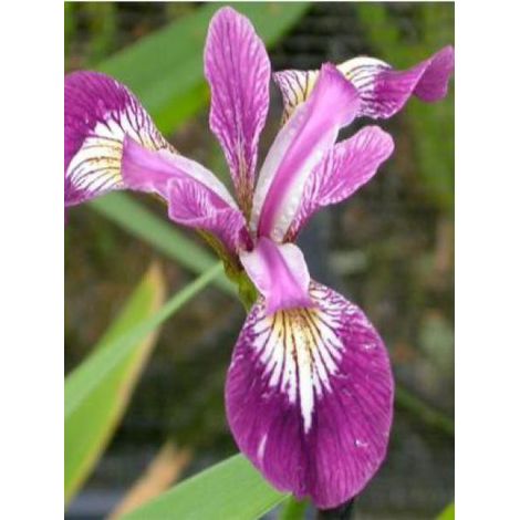 Iris versicolor 'Kermesina' Godet de 8/9 cm