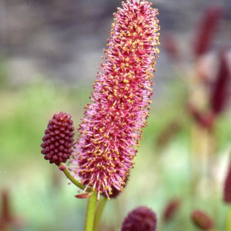 Sanguisorba