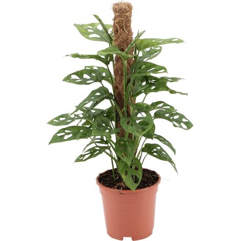 Monstera Monkey Plante Verte d'Intérieur Tropicale Ø17 cm Hauteur 60 cm Feuillage Découpé - PANGIVO (1/4)