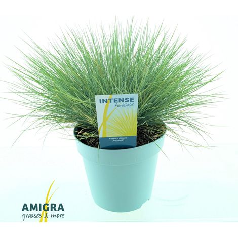 Fétuque bleue Amigold' - Festuca glauca Amigold' pot 2L (1/2)