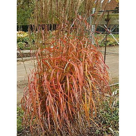 Eulalie, Roseau de Chine 'Afrika' Godet de 8/9 cm (1/2)
