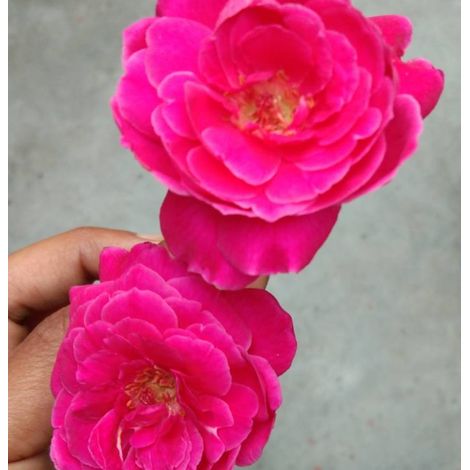 Camelia Japomica "Rosedale's Beauty" vaso 18 cm H90 foto reali