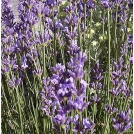 6 x Lavandula angustifolia 'Dwarf Blue' - LAVANDE - pot 9 x 9 cm
