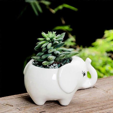 Pots de fleurs en céramique blanche, pots pour plantes succulentes, mini pot éléphant, décoration de pots en céramique pour bonsaïs et plantes succulentes AloeElephan (1/5)