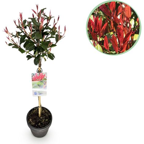 Photinia fraseri Carre Rouge Plante sur Tige Persistante pour Terrasse et Jardin Pot 19 cm 90 cm - PANGIVO (1/5)