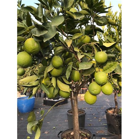 Pianta di Agrumi di Sicilia Kumquat 12 anni in Mastellino  40 cm Kumquat - Select 1: Limone (1/2)
