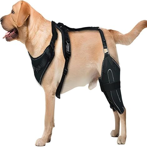 Gelenkige Hundeschiene, Patellaluxation/Kreuzbandriss, Hüftdysplasie (Größe XL) (1/5)