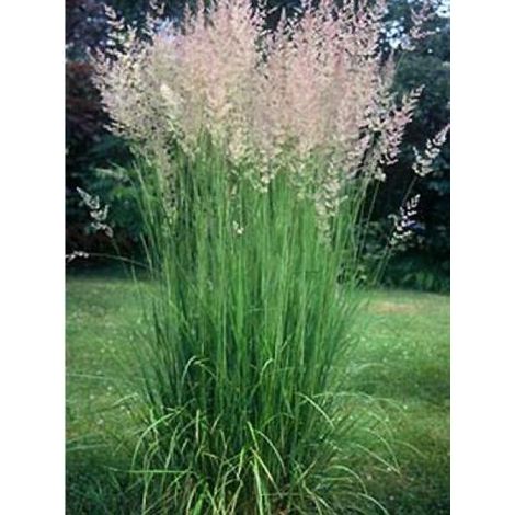 Calamagrostide 'Karl Foester' Godet de 8/9 cm