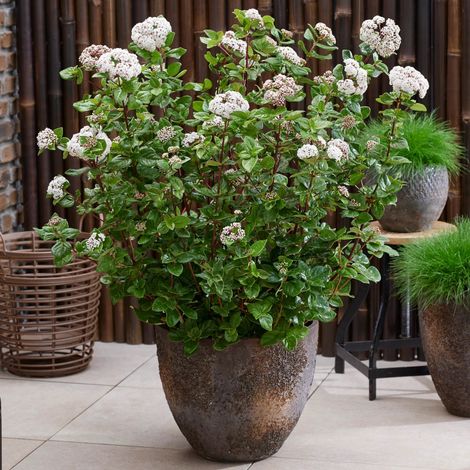 Viorne, Laurier Tin Rock 'n Rolla®, Viburnum/Pot de 3L - 20/40 cm