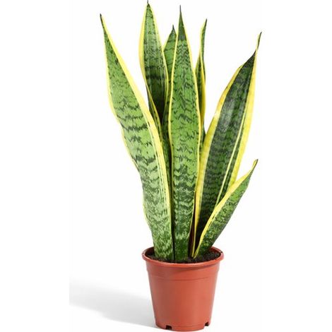 Sansevieria Laurentii - 40 à 60 cm de hauteur - Plante d'intérieur facile d'entretien - Plante serpent - Pot de 12 cm (1/5)