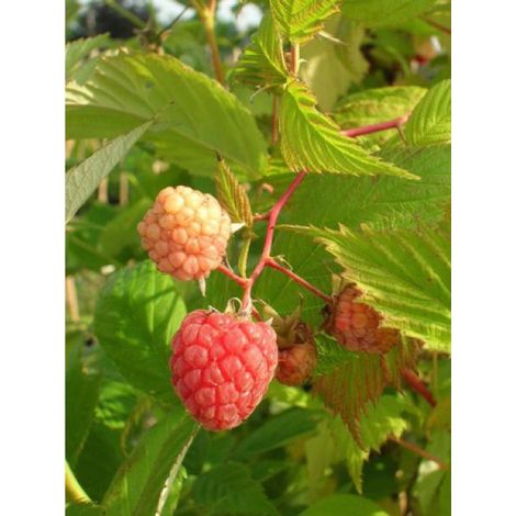 Framboisier 'September' Pot de 2L/3L, Touffe (1/2)
