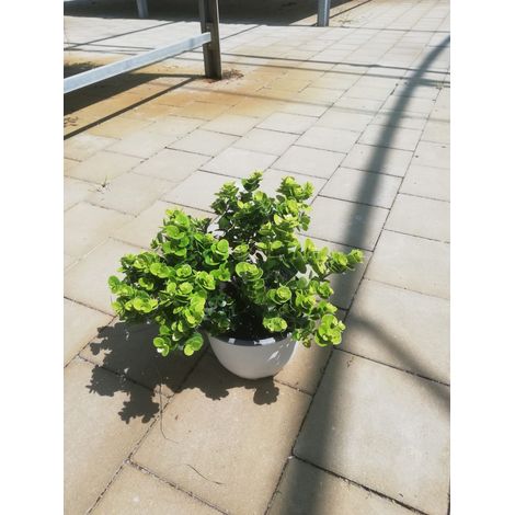 Carissa Macrocarpa v17