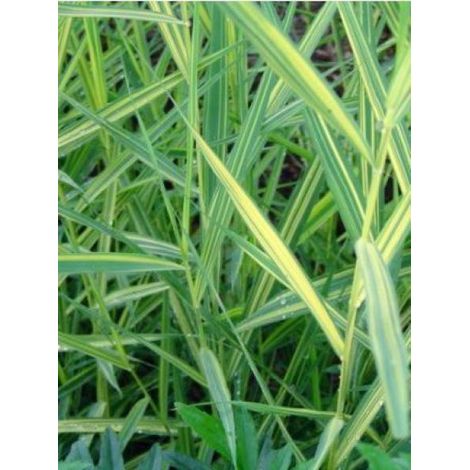 Phragmites australis 'Variegatus' Godet de 8/9 cm (1/3)