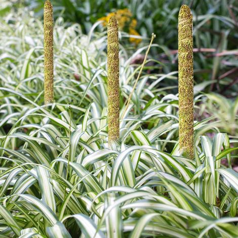 Poteau de Moss en Fibre de Coco pour Monstera 65cm Tige Flexible Support Plantes D'intérieur Support Grimpantes (1/5)