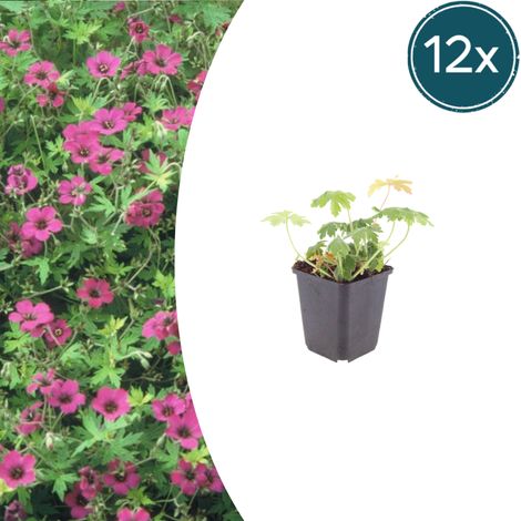 Lot de 12 Géraniums Vivaces Bevan's Variety Couvre-sol Rose Vif Pot Ø9cm Hauteur 10-25cm - PANGIVO (1/5)