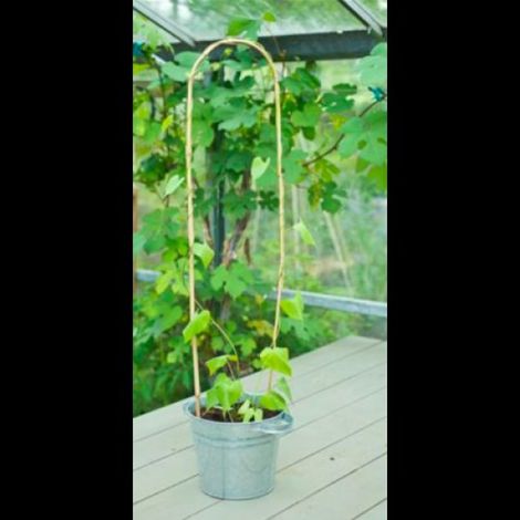 3 Tuteurs arceaux en bambou - 180cm